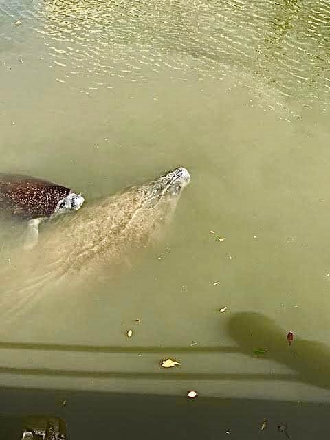 Manatees in the canal